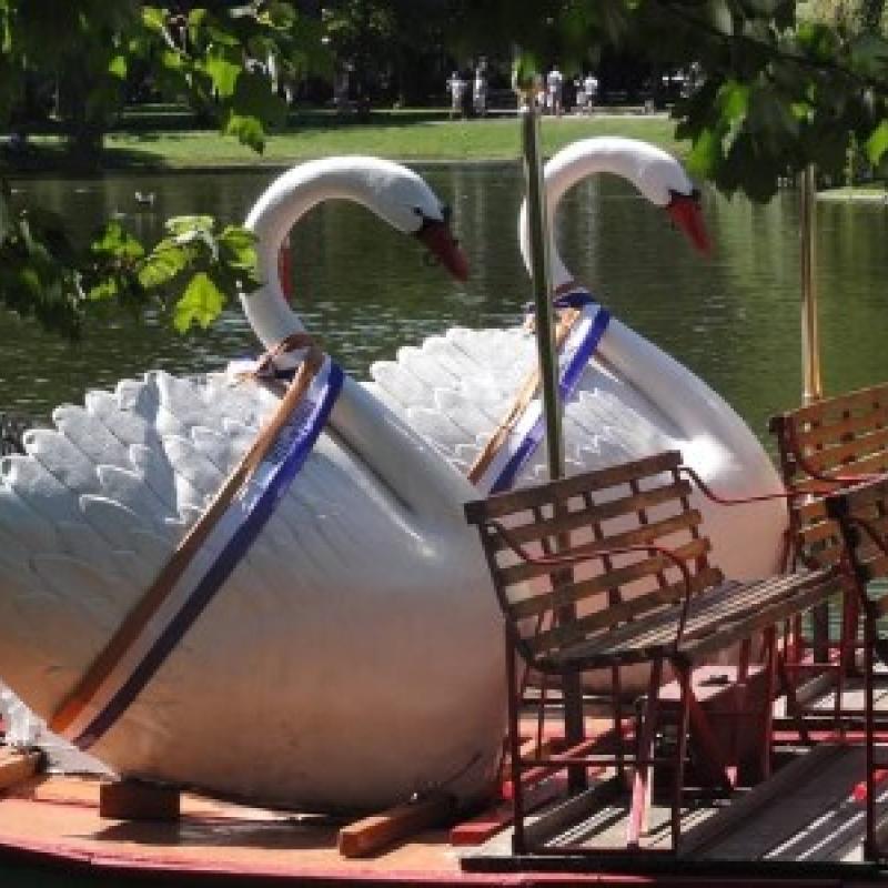 Swan Boats.