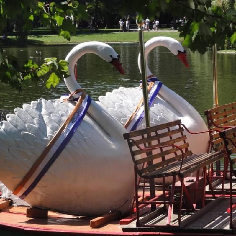 Swan Boats at Women's Equality Day